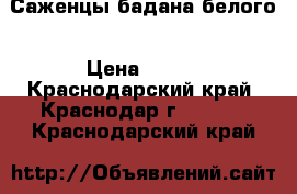 Саженцы бадана белого › Цена ­ 200 - Краснодарский край, Краснодар г.  »    . Краснодарский край